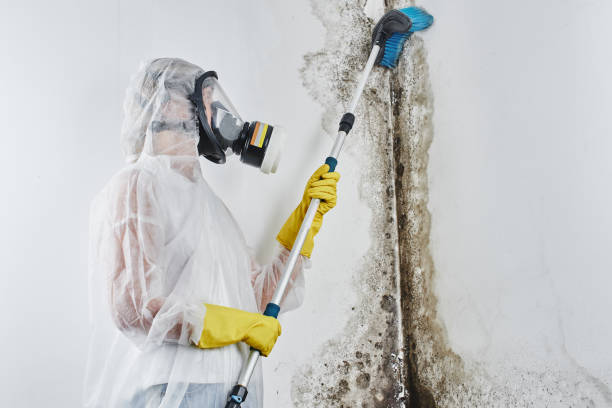 Best Biohazard Mold Removal  in Dallas, TX